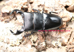 2017.4/2 新着WILD インドネシア便 ギネス級サイズ!! ダイオウヒラタ