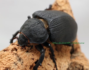 2017.4/28 新着WILD 南米エクアドル便 アクティオンゾウカブト