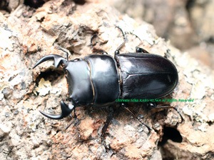 2017,5/15 新着WILD ベトナム便 クルビデンス・ババイ No,2 ♂52mm