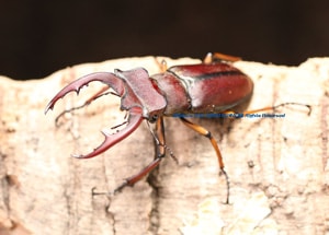 2017,6/5 新着WILD ベトナム便・第2弾!! 最高峰!! フジタミヤマ No,2