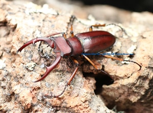 ベトナム産　マラッツミヤマ　54mm ベトナム産マラッツミヤマ54mm