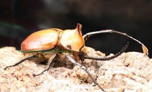 ゴロファ　ポルテリ　ペア NO.2 Yahoo!オークション -「ゴロファポルテリ」(成虫) (カブトムシ)の落札