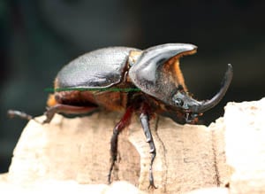 2017.6/25 新着WILD 世界最高峰・南米ベネズエラ便 ショーエンヘリー