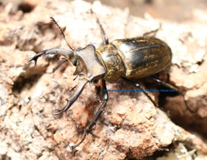 2017,6/25 新着WILD ベトナム便・第3弾!! 黄金の極美