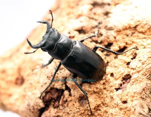 ダビディスミヤマ ペア ダビディスミヤマ ダビディスミヤマクワガタ ペア 新成虫 死着保証有