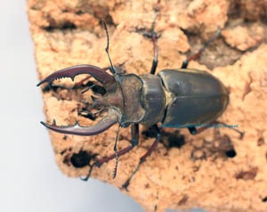 2017,7/15 新着WILD 中国・福建省・四川・海南島便 チベットミヤマ原名