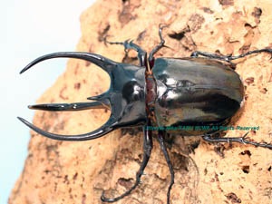 ベトナム産　特大　コーカサスオオカブム　121mm ベトナム産特大コーカサスオオカブム121mm