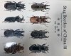 ��������޴ա���ȯ�� Stag Beetles of China 3