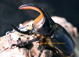 【標本】サタンオオカブト　ボリビア産　97.8ミリ　野外品 標本】サタンオオカブト ボリビア産 97.8ミリ 野外品 標本】サタン