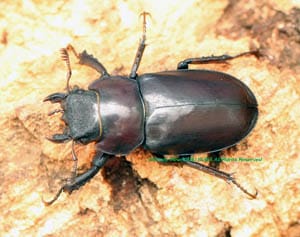 2017,8/14 新着WILD中国便・サマーセール ヘルマンミヤマ No,1 ♀31mm