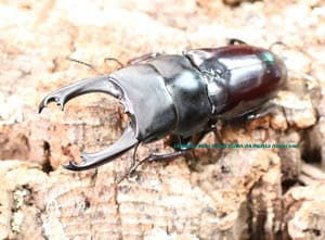 2015年WILDからのチベット産 ティティウスヒラタssp. WF1 ♂72mm