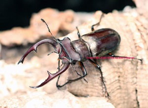 ミキナカヤマ様 MONTHLY COLORS : NOVEMBER – isseymiyake.com