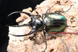 2017年WILDからの Chalcosoma最大種!! スマトラ・コーカサス 初2令3頭