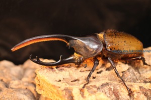 2015年WILDから累代継続中のコスタリカ産・ヘラクレス