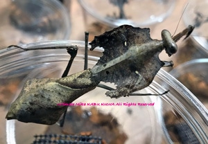 2017,9/18 新着WILD インドネシア便 メダマカレハカマキリ(Dead Leaf mantis) アダルト♀単品