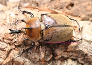 待望のWF1 メガソマ世界最高峰!! ルンバッシャーゾウカブト 2017年7月