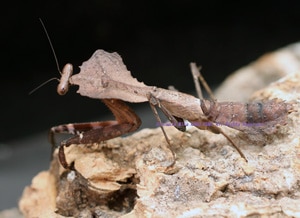 2017,9/18 新着WILD インドネシア便 メダマカレハカマキリ(Dead Leaf mantis) ♂B 単品 左後脚欠け