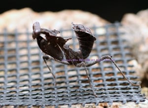 2017,9/18 新着WILD インドネシア便 メダマカレハカマキリ(Dead Leaf mantis) 幼体 単品