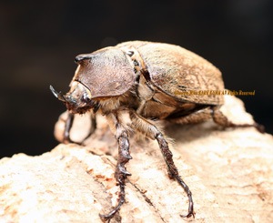 ��˾��WF1����!! ��Ķ�����!! ��륲�󥻥�̾�����42mm��33mm��¨�֥꡼�ɽ���ޤ�!!