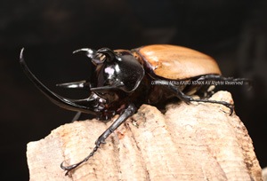 2017 12/1 ����WILD �٥ȥʥ��ء������!!  ���ۥ�ĥ�ssp. No,1����BIG 86mm�����ʥڥ�