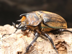 待望のWF1 メガソマ世界最高峰!! ルンバッシャーゾウカブト 2017年7月