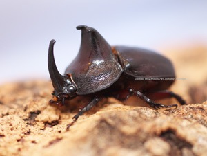 ブラジル産 ナンベイムカシタマムシ 23mm ブラジル産 ナンベイムカシ