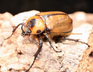 2016年WILDからの南米ペルーの新種&待望のWF1!! 2017年11月羽化の即