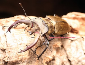 待望の四川省産が羽化!! チベットミヤマ原名亜種 ♂63mmペア