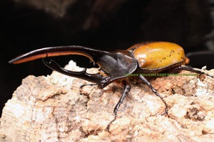 2017年WILDからの ヘラクレスオキシデンタリス ゴールドヘッド137mmの