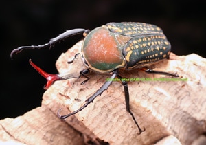 2018 4/9 新着WILD カメルーン便 ハリシサスマタカナブンNo,2 ♂45mmUP