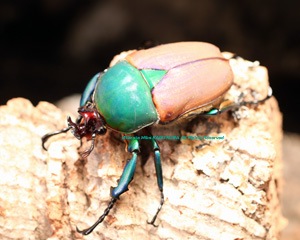 2018 4/9 新着WILD カメルーン便 ベリーレア!! ブルー・プロイスオオ