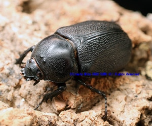 2018,5/14 ����WILD ���ƥܥ�ӥ��� Reencounter���إ�ť������No,1����41mmñ�ʡ�����