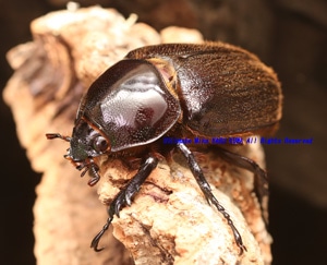 2018,5/14 ����WILD ���ƥܥ�ӥ��� Reencounter���ҥ륿���إ�ťΡ�No,7����ñ�ʡ�����­����礱����­�޷礱
