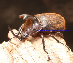 2018,5/14 ����WILD ���ƥܥ�ӥ��� Reencounter���ҥ륿���إ�ťΡ�No,3����54mm�ڥ�������  