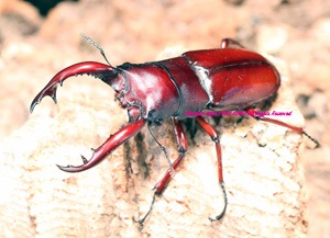 2015年WILDから累代継続中 チベット産 新亜種&最高峰!! フォル