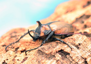 2016年WILDから累代継続中 WILD入荷が期待出来ない!! 南米ペルーの新種