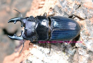 2017年WILDから アクミナートゥスネブト ♂32mmペア | Ultimate Mika