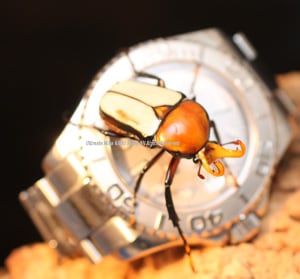 2018,9/30 ����WILD �����ء��ߥ䥷�����������ĥΥ��ʥ֥� �ۥ磻�ȥ֥�å�(������������)���ʥڥ�