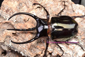 ベトナム産　特大　コーカサスオオカブム　121mm ベトナム産特大コーカサスオオカブム121mm