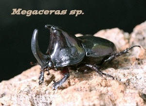 2018,12/15 ����WILD ���ƥڥ롼�ء�PERU�����ᥬ���饹sp. ��55mmUP B�ڥ�(����2��3�ܷ礱����)