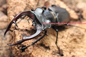 アクベシアヌスミヤマクワガタ ペア 標本 アクベシアヌスミヤマWF1即