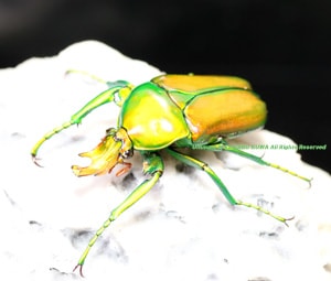 2019,1/15 ����WILD ����롼���ء������!!  ���̥ĥ䥫�ʥ֥� ��ñ�� ������B��