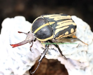 2019,1/15 新着WILD カメルーン便 美麗種!! クラッツオオツノカナブン