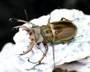 待望の新成虫 超希少種&新種!! インド産 ウェムケンミヤマ 2018