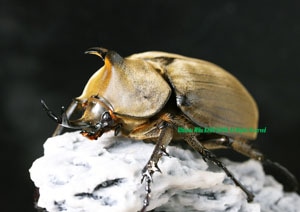 フレンチギアナ産アクタエオンゾウカブト 95mm メガソマ・アクティオン