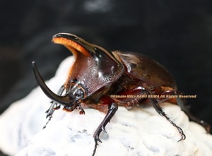 2019,2/27 ����WILD ���ƥڥ롼�ء�Precious Beetle  ������ѡ��إ�ťΡ���62mm  �ڥ����ʡ�