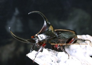2019,2/27 新着WILD 南米ペルー便 Precious Beetle パンカブト