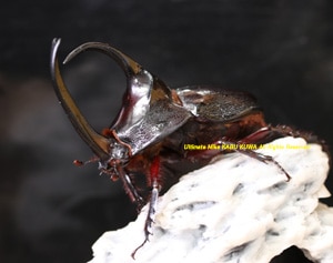 2019,2/27 新着WILD 南米ペルー便 Precious Beetle パンカブト No,3