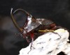 2019,2/27 WILD ƥڥ롼ءPrecious Beetle  ѥ󥫥֥ȡNo,378mm ڥ