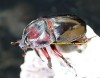 2019,2/27 WILD ƥڥ롼ءPrecious Beetle  ѥ󥫥֥ȡNo,5Bñ 3礱